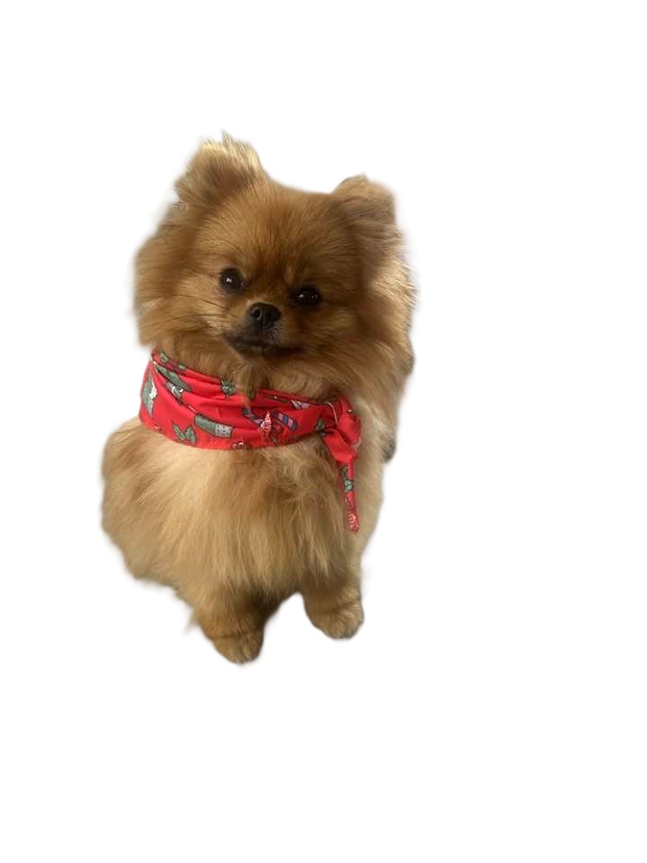 Bandana mit Weihnachtsmotiv