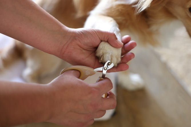 Krallenschneider  für kleine und mittelgroße Hunde und Katzen